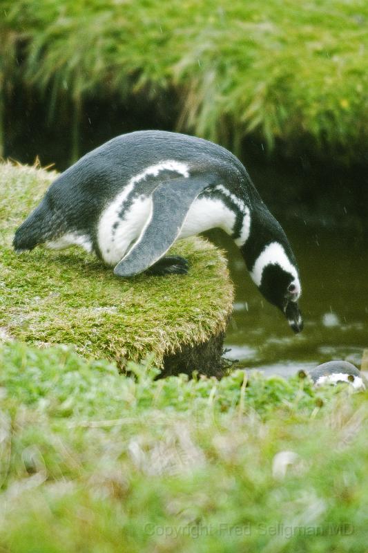 20071214 104548 D200 2600x3900.jpg - March of the Penguins, Otway Sound, Puntas Arenas, Chile